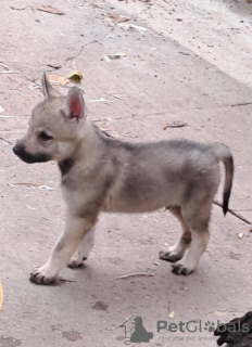 Photos supplémentaires: Chiots chiens-loups tchécoslovaques