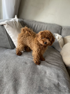 Photo №2 de l'annonce № 132243 de la vente caniche (jouet) - acheter à L'Autriche annonce privée