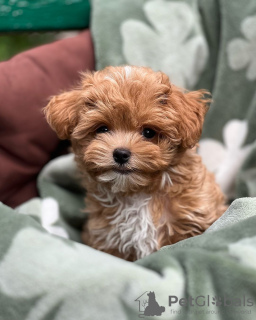 Photos supplémentaires: Chiots Maltipoo élevés dans une maison familiale