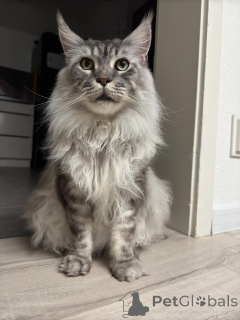 Photo №3. Gatitos Juguetones de Maine Coon en adopción. Espagne