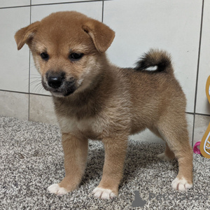Photo №1. shiba - à vendre en ville de Bamberg | 400€ | Annonce №151480
