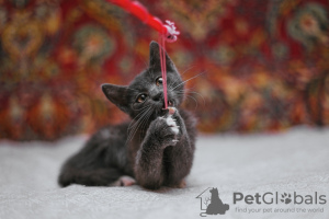 Photos supplémentaires: Le chaton fumé Funtik cherche un foyer !