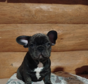 Photo №2 de l'annonce № 161446 de la vente bouledogue - acheter à Biélorussie annonce privée