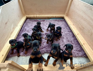 Photo №1. dobermann - à vendre en ville de Brokdorf | 450€ | Annonce №171435