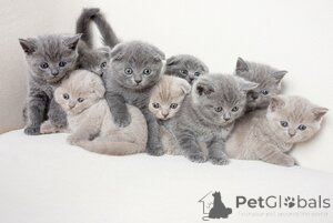 Photo №1. british shorthair - à vendre en ville de Dietlikon | 250€ | Annonce № 162423
