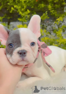 Photo №1. bouledogue - à vendre en ville de Brno | 250€ | Annonce №173763