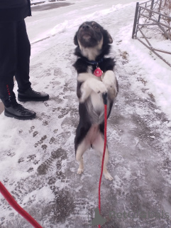 Photo №4. Je vais vendre chien bâtard en ville de Saint-Pétersbourg. annonce privée - prix - Gratuit