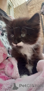 Photo №4. Je vais vendre chat des forêts norvégiennes en ville de Bouton. annonce privée - prix - 310€