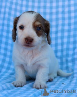 Photo №1. teckel - à vendre en ville de Berdorf | négocié | Annonce №155075