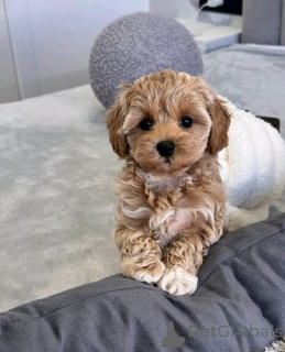 Photo №1. maltipu - à vendre en ville de Chool-bourg | négocié | Annonce №158348