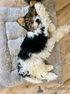 Photo №2 de l'annonce № 135451 de la vente biewer yorkshire terrier - acheter à Georgia annonce privée