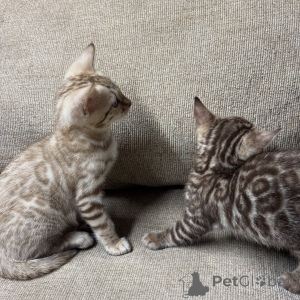 Photo №2 de l'annonce № 169869 de la vente bengal - acheter à Allemagne éleveur