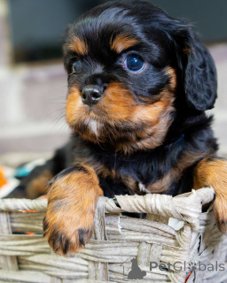 Photo №2 de l'annonce № 157217 de la vente cavalier king charles spaniel - acheter à Luxembourg annonce privée