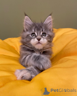 Photo №2 de l'annonce № 144962 de la vente maine coon - acheter à Allemagne éleveur
