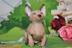 Photos supplémentaires: chatons sphynx canadien