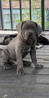 Photo №3. Preciosos cachorros Cane Corso en vente. Espagne