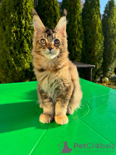 Photo №3. Chatons Maine coon adorables et socialisés en bonne santé. La Grande-Bretagne