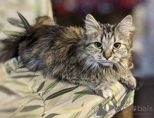 Photo №3. Nous remettons le chat Bambi entre de bonnes mains.. Fédération de Russie