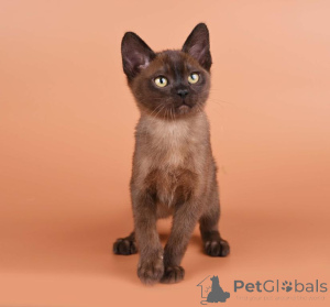 Photo №1. burmese - à vendre en ville de Hagen | 350€ | Annonce № 173628