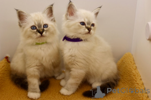 Photo №3. Chaton de Birmanie à la recherche d'un foyer pour toujours. Mexique