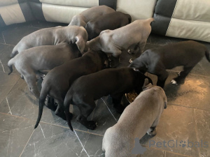 Photo №4. Je vais vendre dogue allemand en ville de Bilann. annonce privée, éleveur - prix - 1500€