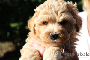 Photo №1. bolonka - à vendre en ville de Daszewice | négocié | Annonce №146100