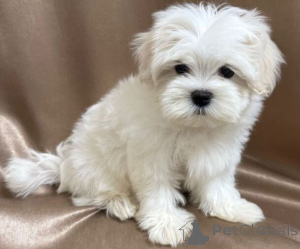 Photo №3. Chiot parfait pour votre maison. Allemagne