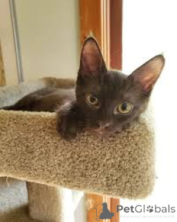 Photo №3. Havanabraune Kätzchen zu verkaufen. La finlande