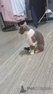Photo №1. british shorthair - à vendre en ville de Bruxelles | 400€ | Annonce № 168168