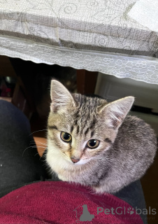 Photo №3. C'est Salinka ! Merveilleuse et douce fille !. Fédération de Russie