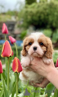Photo №2 de l'annonce № 168618 de la vente cavalier king charles spaniel - acheter à Biélorussie de la fourrière