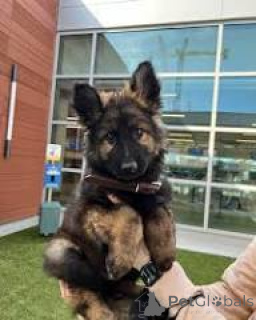 Photo №3. Duitse Herder-puppy's te koop. Belgique