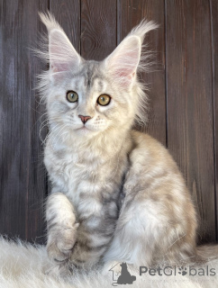Photo №3. Chatons Maine Coon. USA