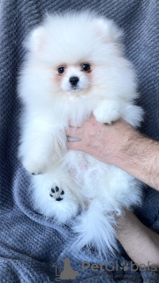 Photos supplémentaires: Chiots Spitz Poméranien à vendre