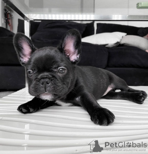 Photo №3. Chiot bouledogue français femelle à vendre. USA