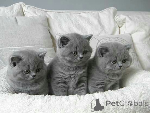 Photo №1. british shorthair - à vendre en ville de Berne | 2€ | Annonce № 155210