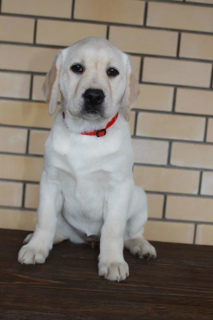 Photo №4. Je vais vendre labrador retriever en ville de Izhevsk. de la fourrière, éleveur - prix - Négocié