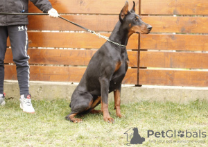 Photo №4. Je vais vendre dobermann en ville de Belgrade. annonce privée - prix - négocié