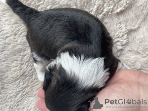 Photo №4. Je vais vendre shih tzu en ville de Карвіа. éleveur - prix - 1600€