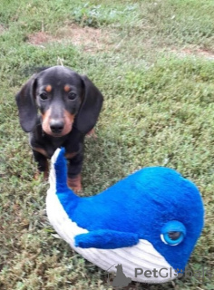 Photo №2 de l'annonce № 76807 de la vente teckel - acheter à Hongrie éleveur