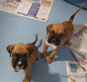 Photo №1. boxer - à vendre en ville de Daugavpils | négocié | Annonce №159998