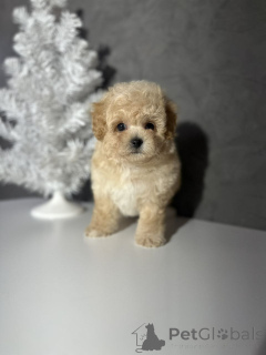 Photo №1.  - à vendre en ville de Helsinki | 500€ | Annonce №164029