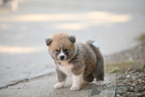 Photo №3. Chiots Akita Inu. Serbie