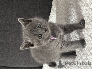 Photo №1. chartreux - à vendre en ville de Limbourg | Gratuit | Annonce № 162475