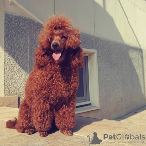 Photos supplémentaires: Chiots caniche nain rouge