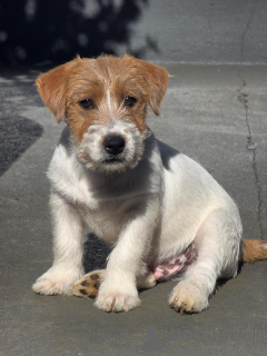 Photo №2 de l'annonce № 171876 de la vente jack russell terrier - acheter à Allemagne annonce privée, éleveur