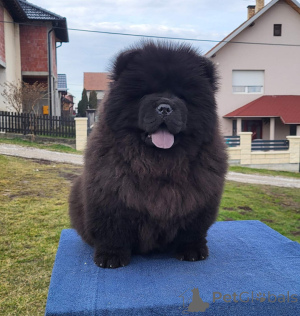 Photo №4. Je vais vendre chow-chow en ville de Loznica. annonce privée - prix - négocié