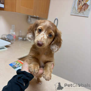 Photo №3. Adorable chiot teckel à poil long à vendre, en bonne santé, aimant et prêt pour. Allemagne
