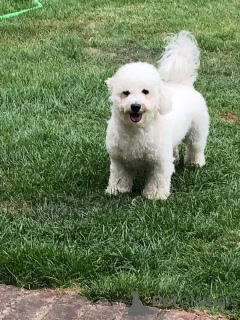 Photo №1. bichon à poil frisé - à vendre en ville de Böbingen sur les REMES | 450€ | Annonce №149753