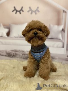 Photo №1. chien bâtard - à vendre en ville de Berlin | 1200€ | Annonce №158841